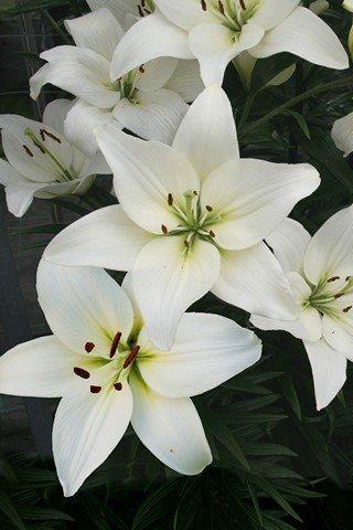 Срезанные цветы оптом Lilium la (our choice) white от 60шт из Голландии с доставкой по России