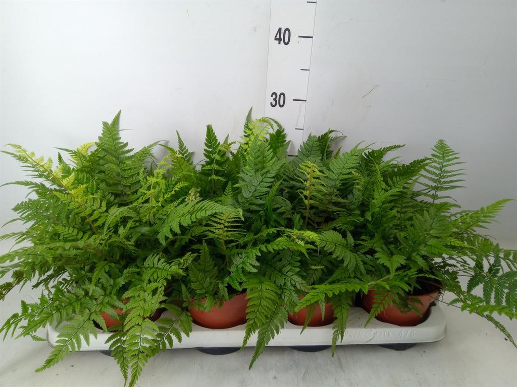 Горшечные цветы и растения оптом Athyrium   ... от 8шт из Голландии с доставкой по России