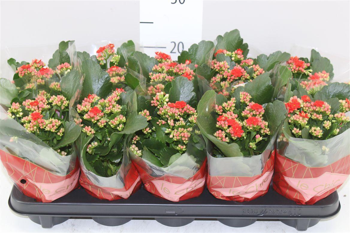 Горшечные цветы и растения оптом Kalanchoe Rosalina Rood Le Chic от 10шт из Голландии с доставкой по России