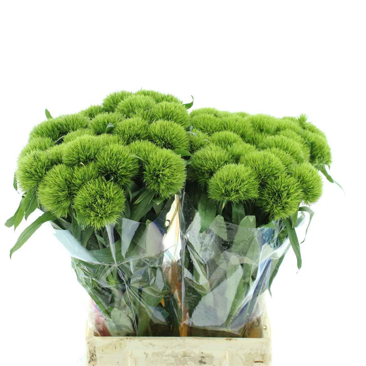 Срезанные цветы оптом Dianthus br green trick от 30шт из Голландии с доставкой по России
