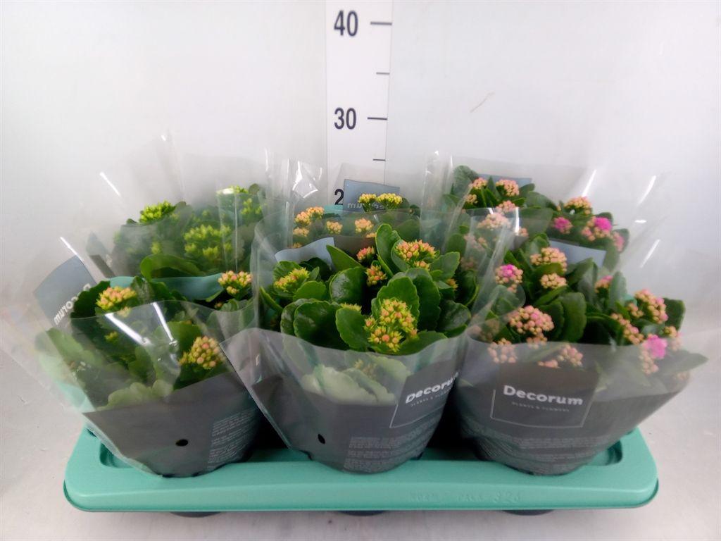 Горшечные цветы и растения оптом Kalanchoe Blos.   ..rosebud Mix  4 от 6шт из Голландии с доставкой по России