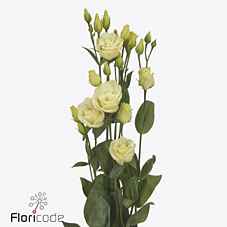 Срезанные цветы оптом Lisianthus do rosita yellow от 40шт из Голландии с доставкой по России