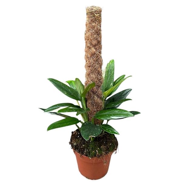 Горшечные цветы и растения оптом Monstera Standleyana Variegata от 1шт из Голландии с доставкой по России