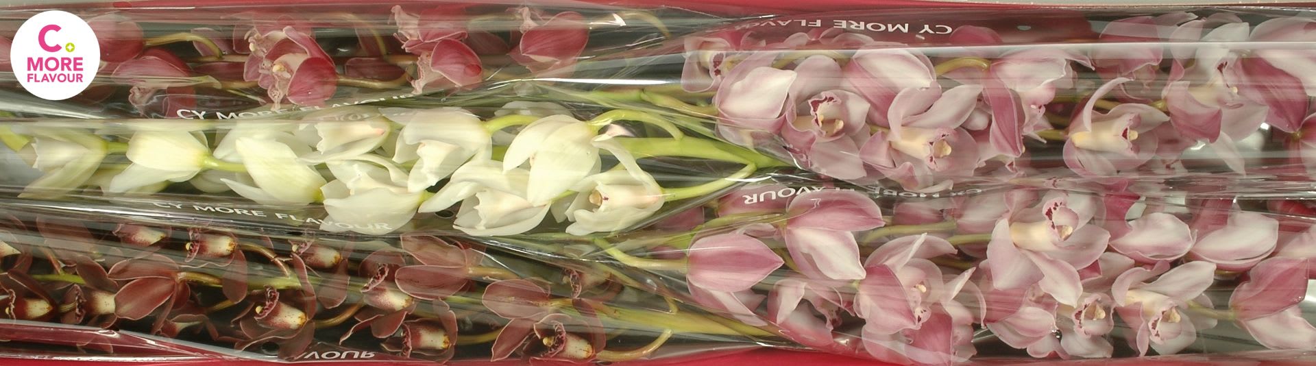 Срезанные цветы оптом Minicymbidium mix mothers day от 5шт. из Голландии с доставкой по России