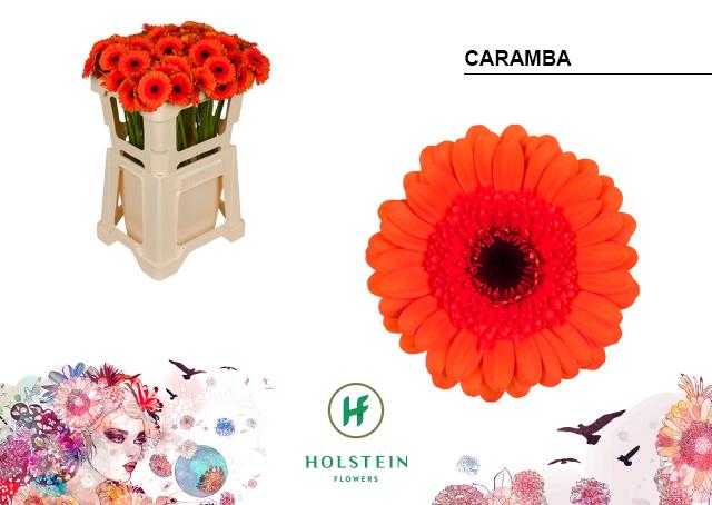 Срезанные цветы оптом Germini caramba от 80шт. из Голландии с доставкой по России