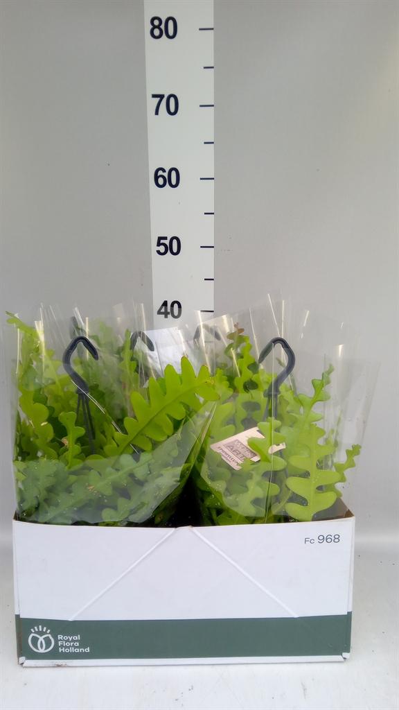 Горшечные цветы и растения оптом Epiphyllum Anguliger от 5шт из Голландии с доставкой по России