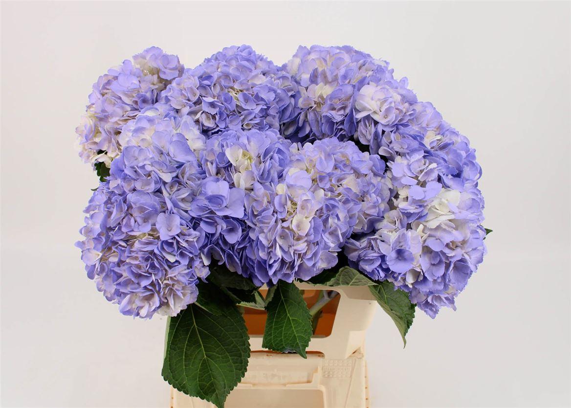 Срезанные цветы оптом Hydrangea paint lavendel от 10шт из Голландии с доставкой по России
