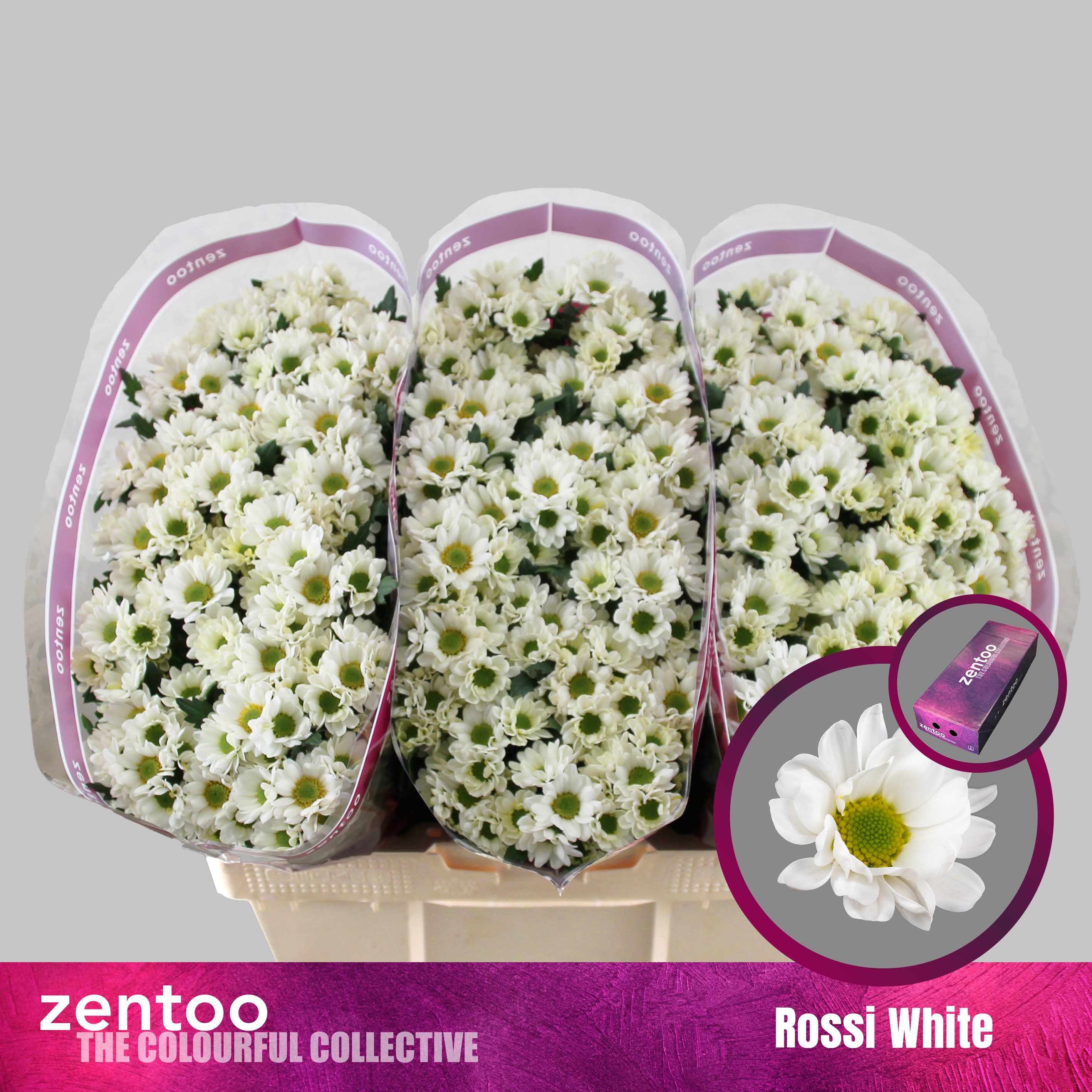 Срезанные цветы оптом Chrys sa rossi white от 225шт из Голландии с доставкой по России