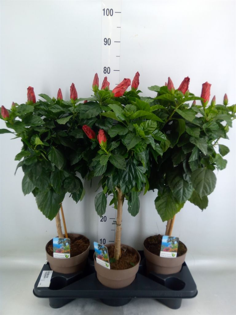 Горшечные цветы и растения оптом Hibiscus   ... от 3шт из Голландии с доставкой по России