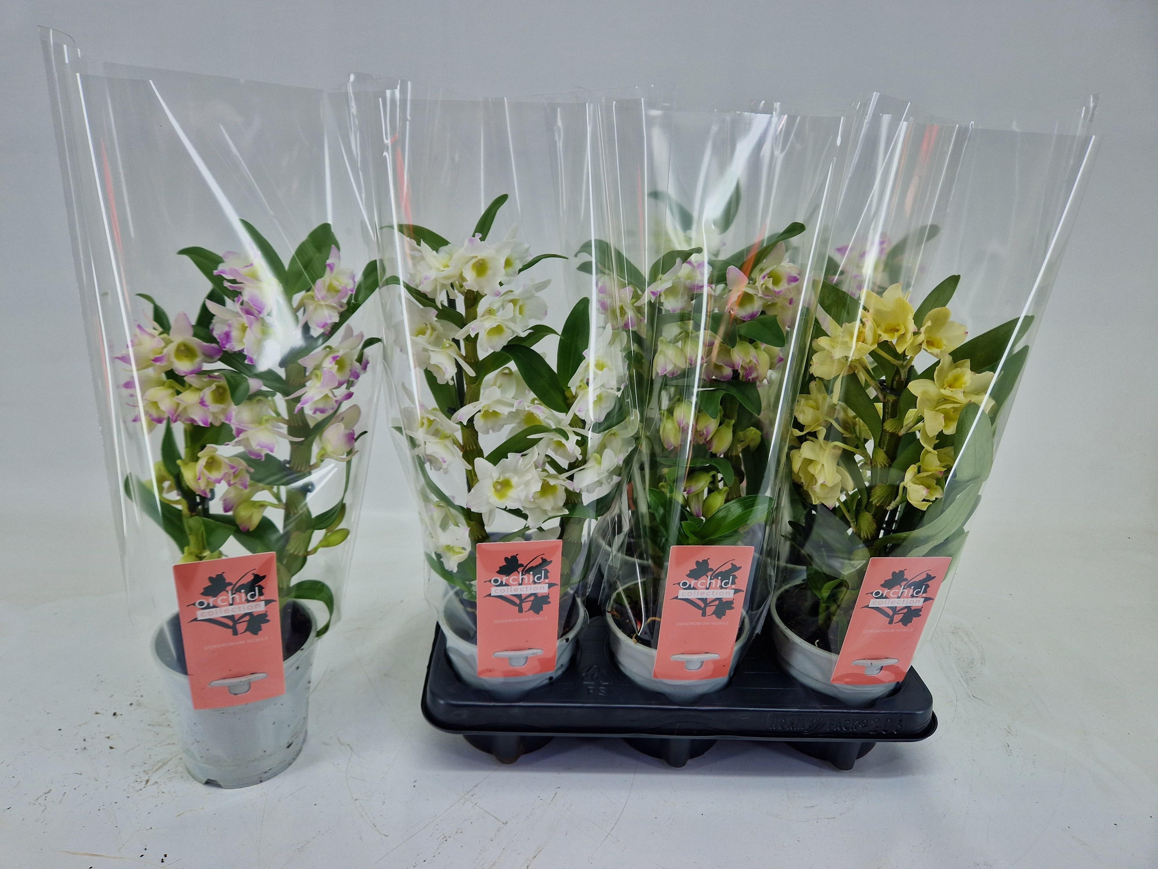 Горшечные цветы и растения оптом Dendr N Gem от 6шт из Голландии с доставкой по России