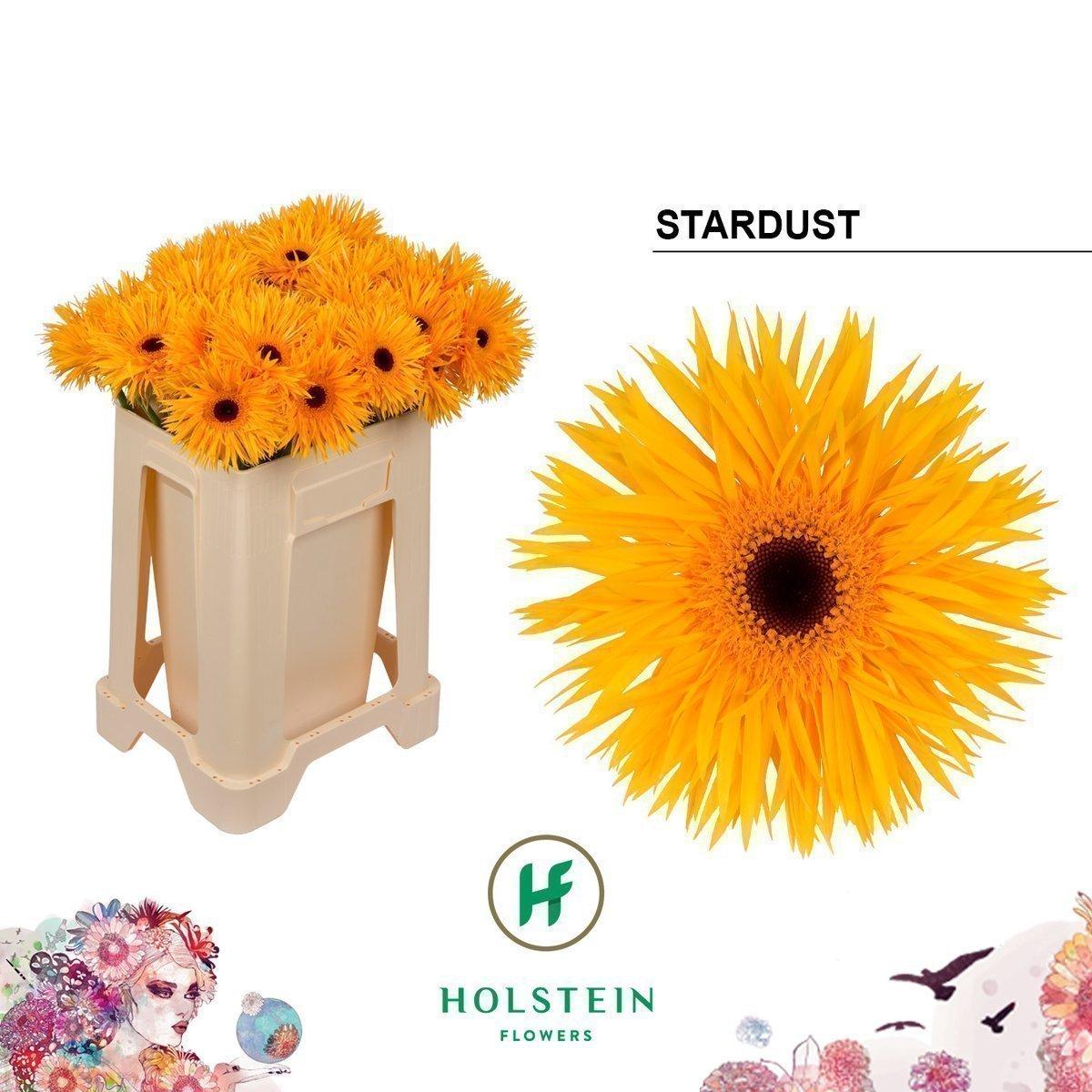 Срезанные цветы оптом Gerbera gerspider big stardust от 40шт из Голландии с доставкой по России