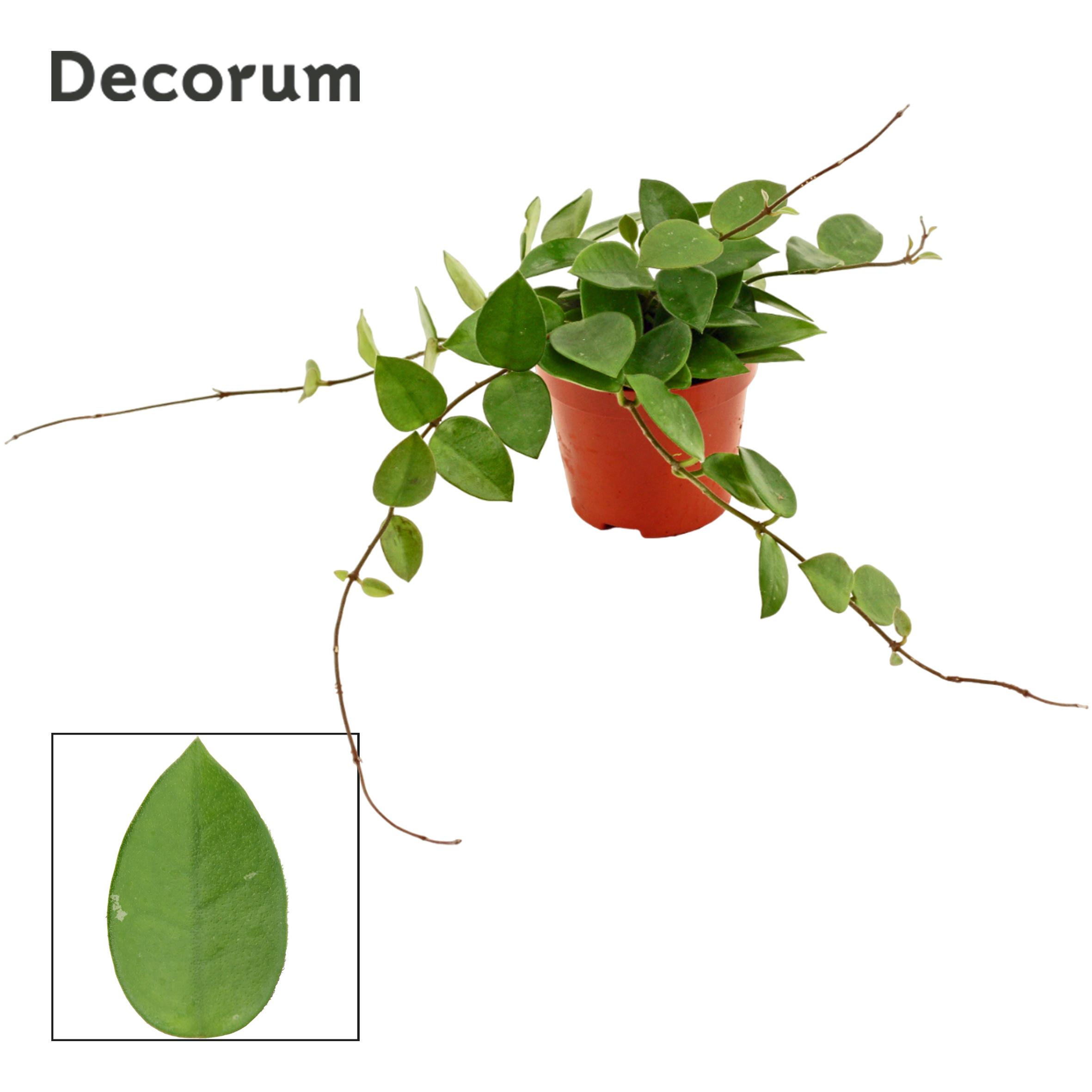 Горшечные цветы и растения оптом Hoya Cv Chouke (decorum) от 18шт (для телеги) из Голландии с доставкой по России