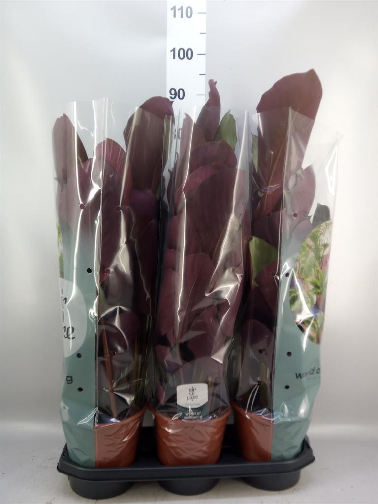Горшечные цветы и растения оптом Calathea ... от 3шт из Голландии с доставкой по России
