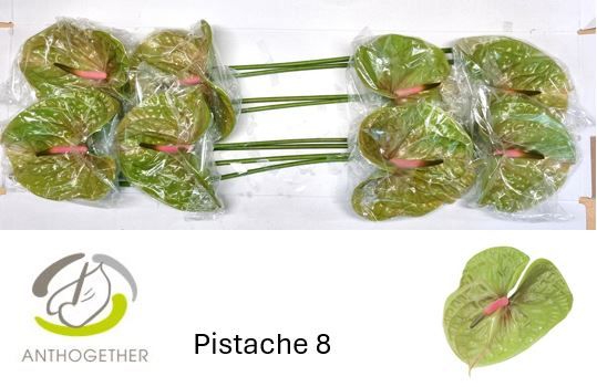 Срезанные цветы оптом Anthurium pistache от 8шт. из Голландии с доставкой по России