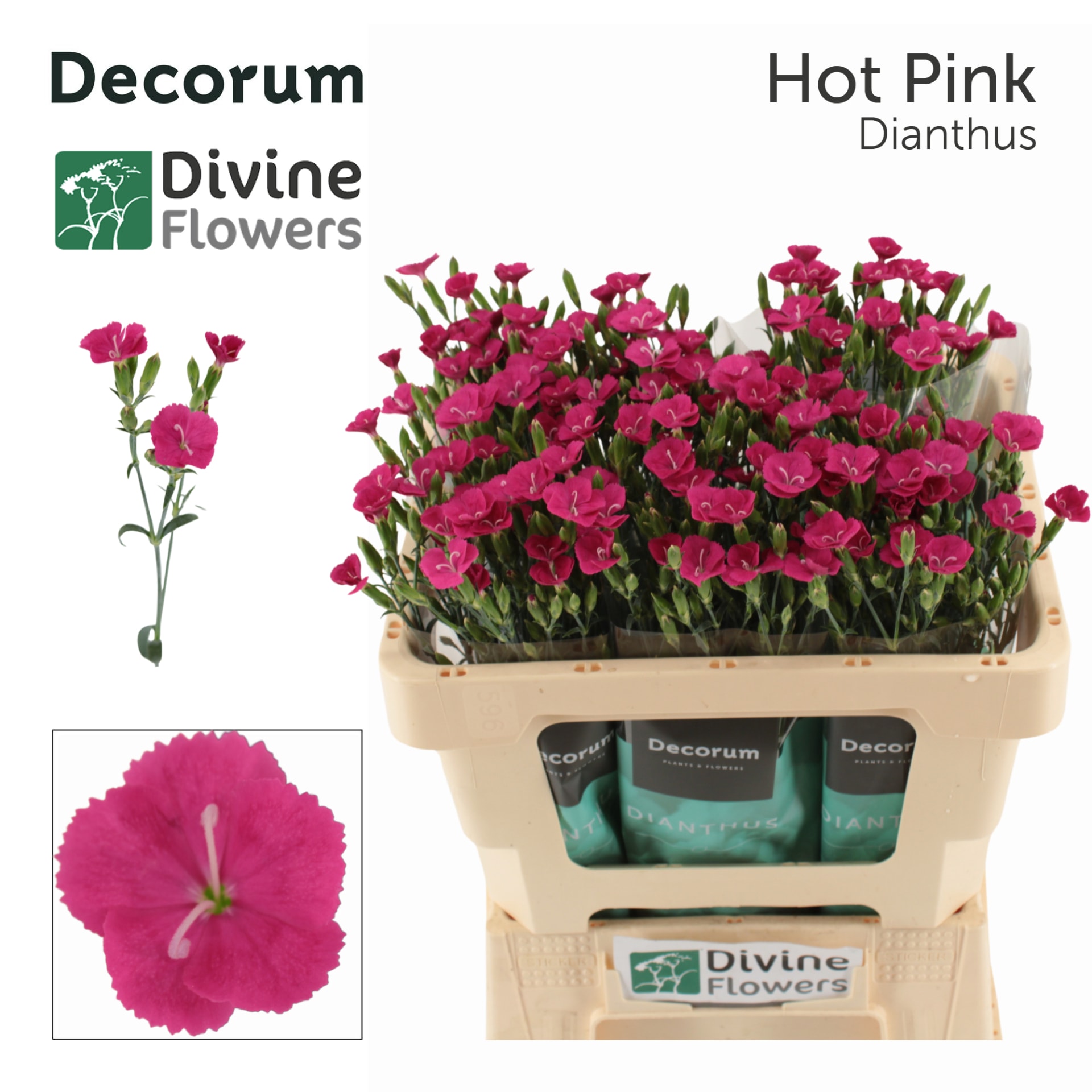 Срезанные цветы оптом Dianthus sp hot pink от 60шт из Голландии с доставкой по России
