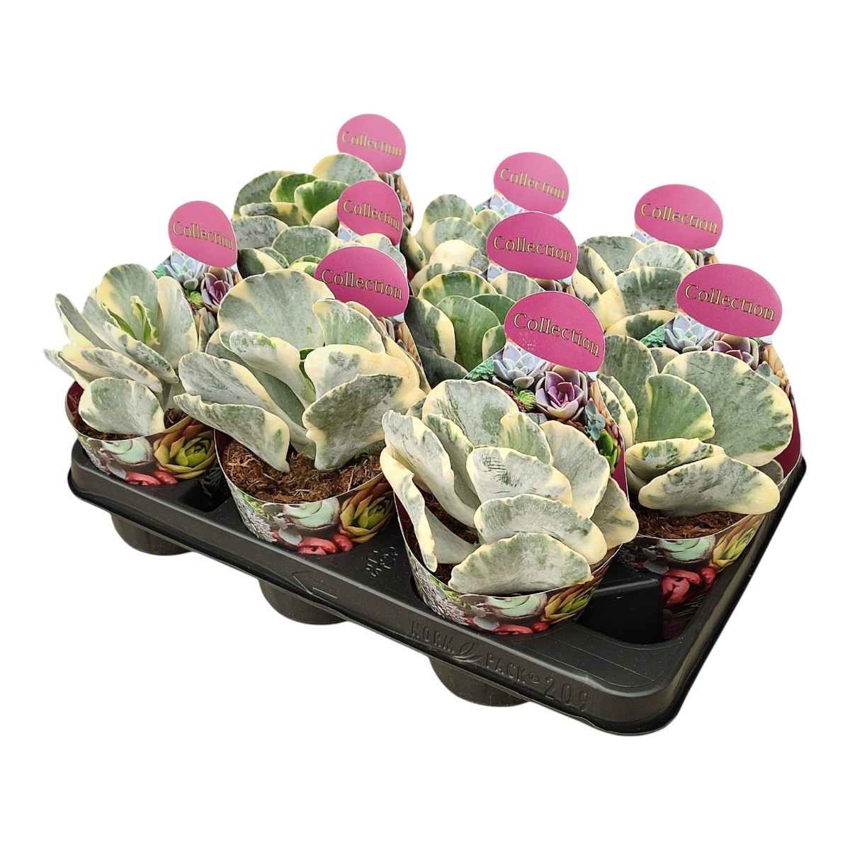 Горшечные цветы и растения оптом Cotyledon Orbiculata Undulatum Variegato Potcover от 9шт из Голландии с доставкой по России