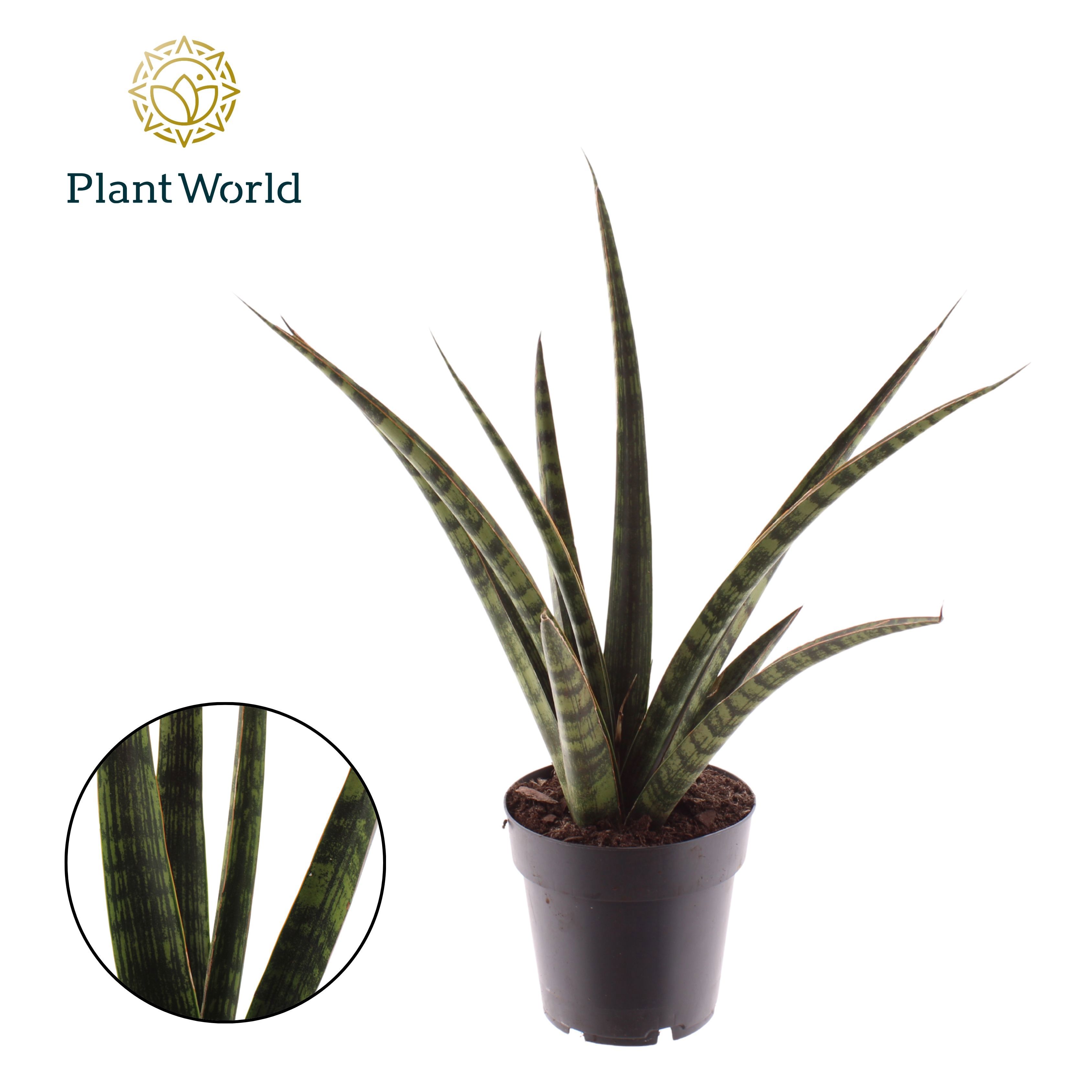 Горшечные цветы и растения оптом Sansevieria Trifasciata Megan от 7шт из Голландии с доставкой по России