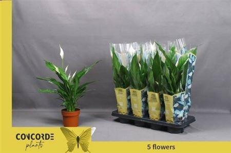 Горшечные цветы и растения оптом Spath Sweet Chico 5+ (air So Pure) от 8шт из Голландии с доставкой по России