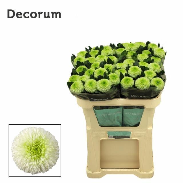 Срезанные цветы оптом Chrys bl alibaba от 40шт из Голландии с доставкой по России Срезанные цветы оптом Chrys bl alibaba от 40шт из Голландии с доставкой по России