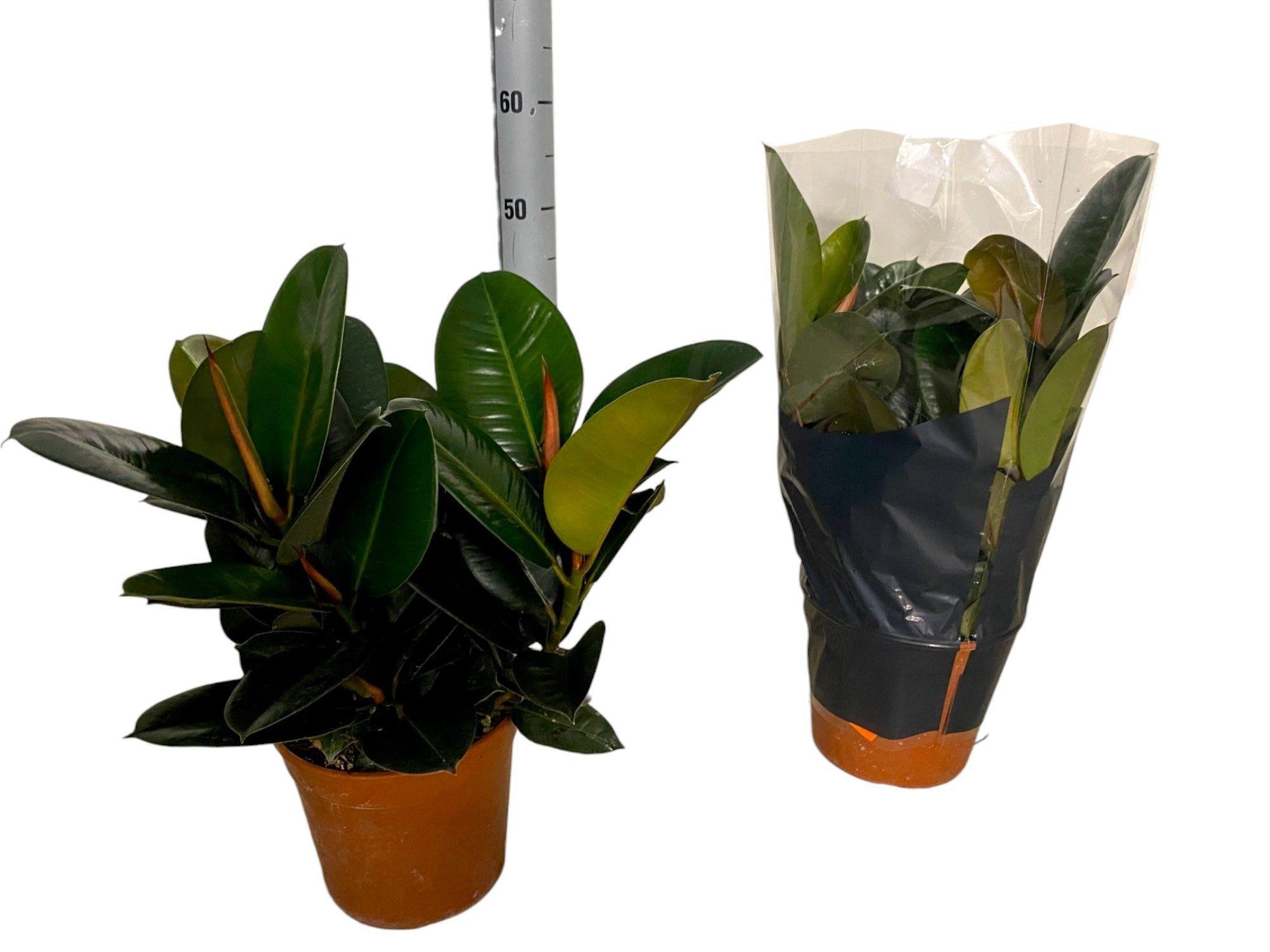 Горшечные цветы и растения оптом Fic El Robusta от 1шт из Голландии с доставкой по России