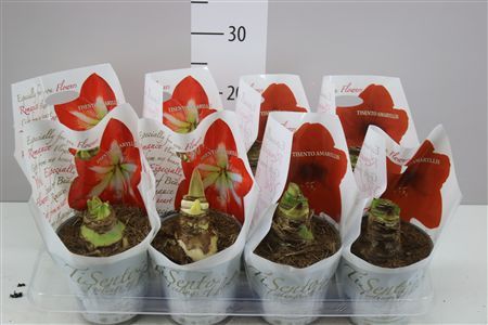 Горшечные цветы и растения оптом Hipp Gemengd 2 Steel от 8шт из Голландии с доставкой по России