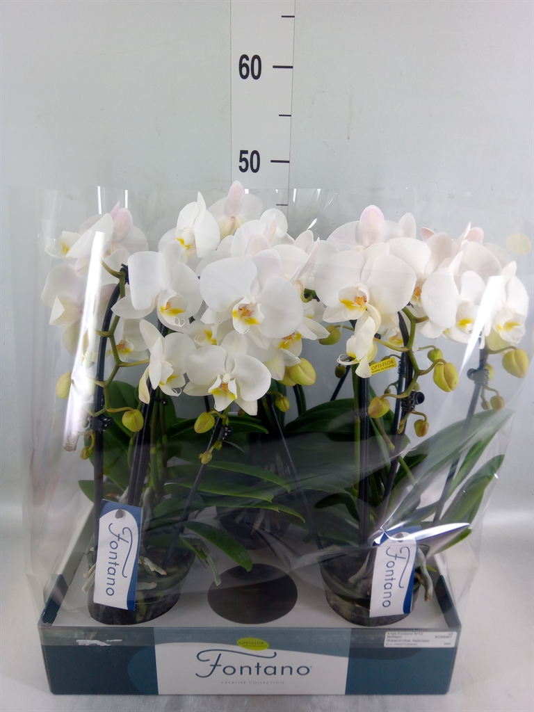 Горшечные цветы и растения оптом Phalaenopsis   ...white от 3шт из Голландии с доставкой по России