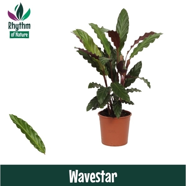 Горшечные цветы и растения оптом Calathea Wavestar (rhythm Of Nature) от 8шт из Голландии с доставкой по России