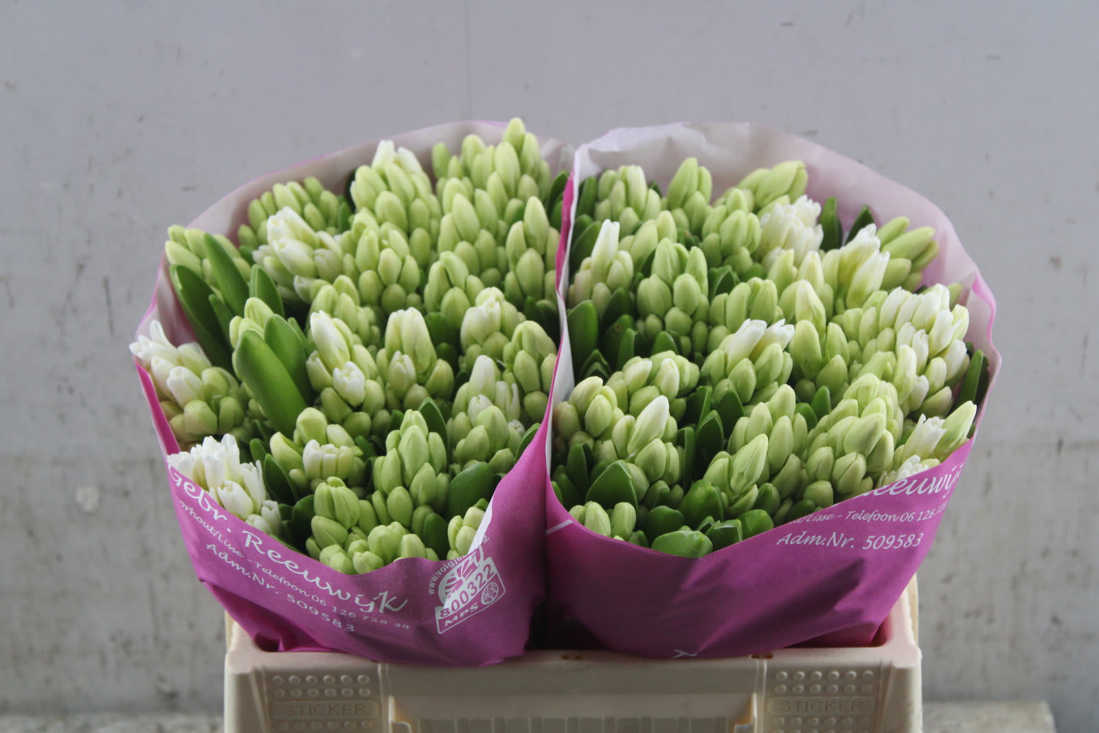 Срезанные цветы оптом Hyacinthus top white от 50шт из Голландии с доставкой по России