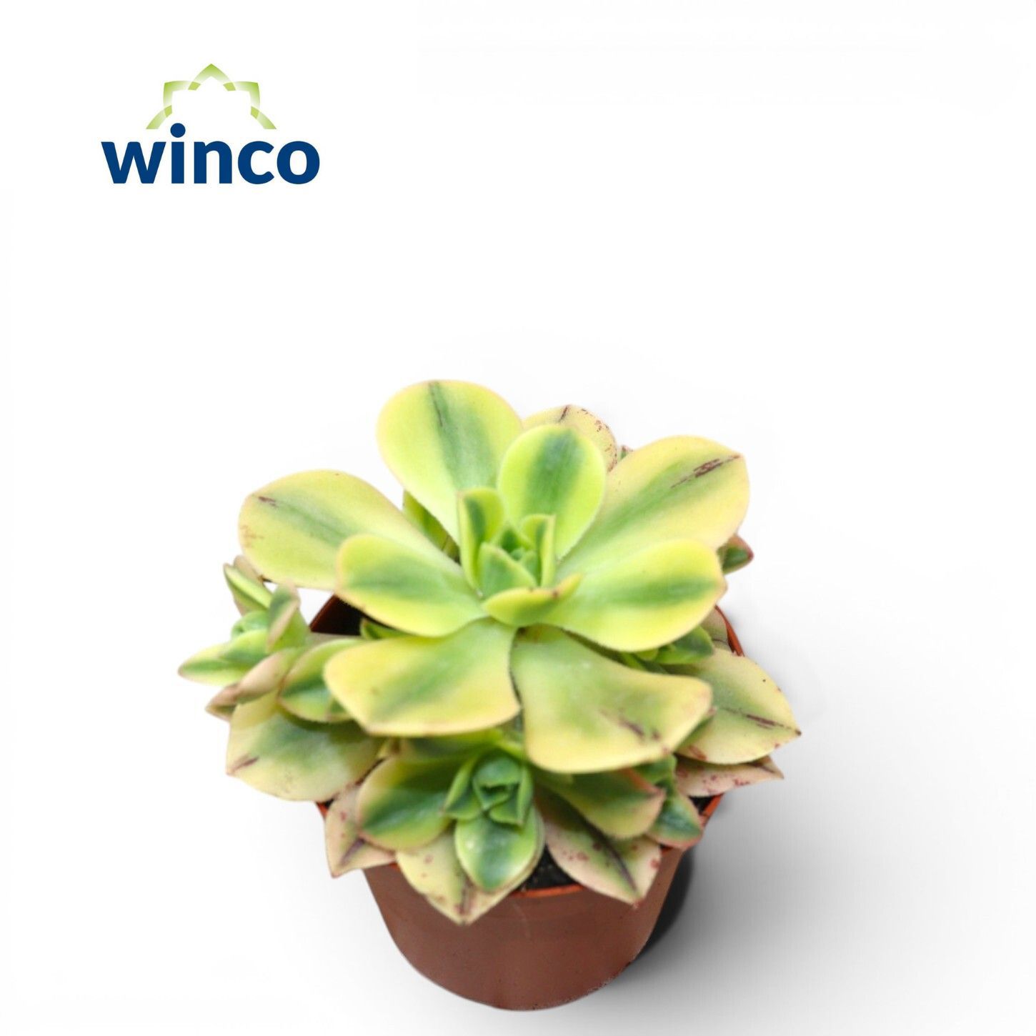 Горшечные цветы и растения оптом Aeonium Starburst от 18шт (для телеги) из Голландии с доставкой по России