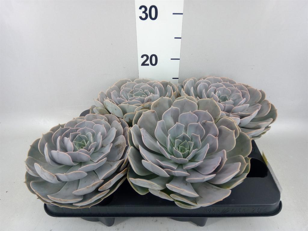 Горшечные цветы и растения оптом Echeveria pollux от 4шт из Голландии с доставкой по России