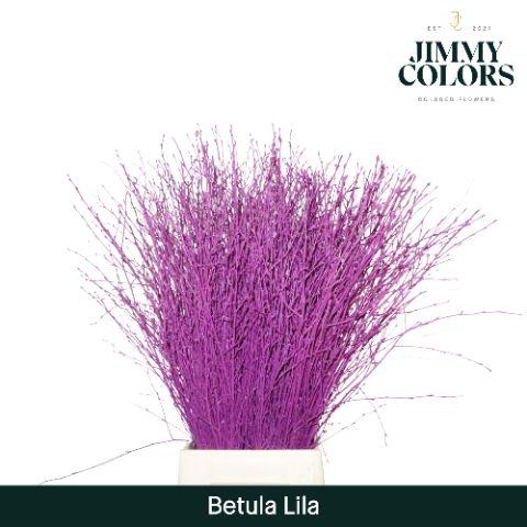 Срезанные цветы оптом Betula paint lilac от 10шт из Голландии с доставкой по России