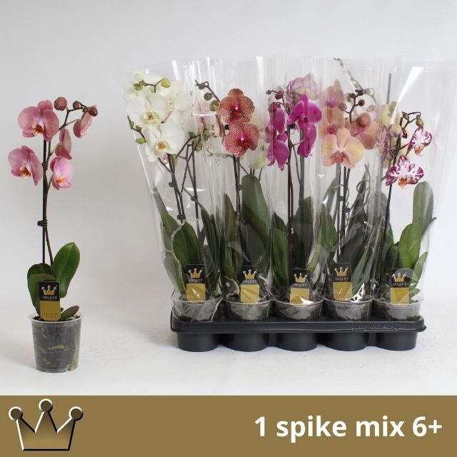 Горшечные цветы и растения оптом Phal Gem 7 Kl от 10шт из Голландии с доставкой по России