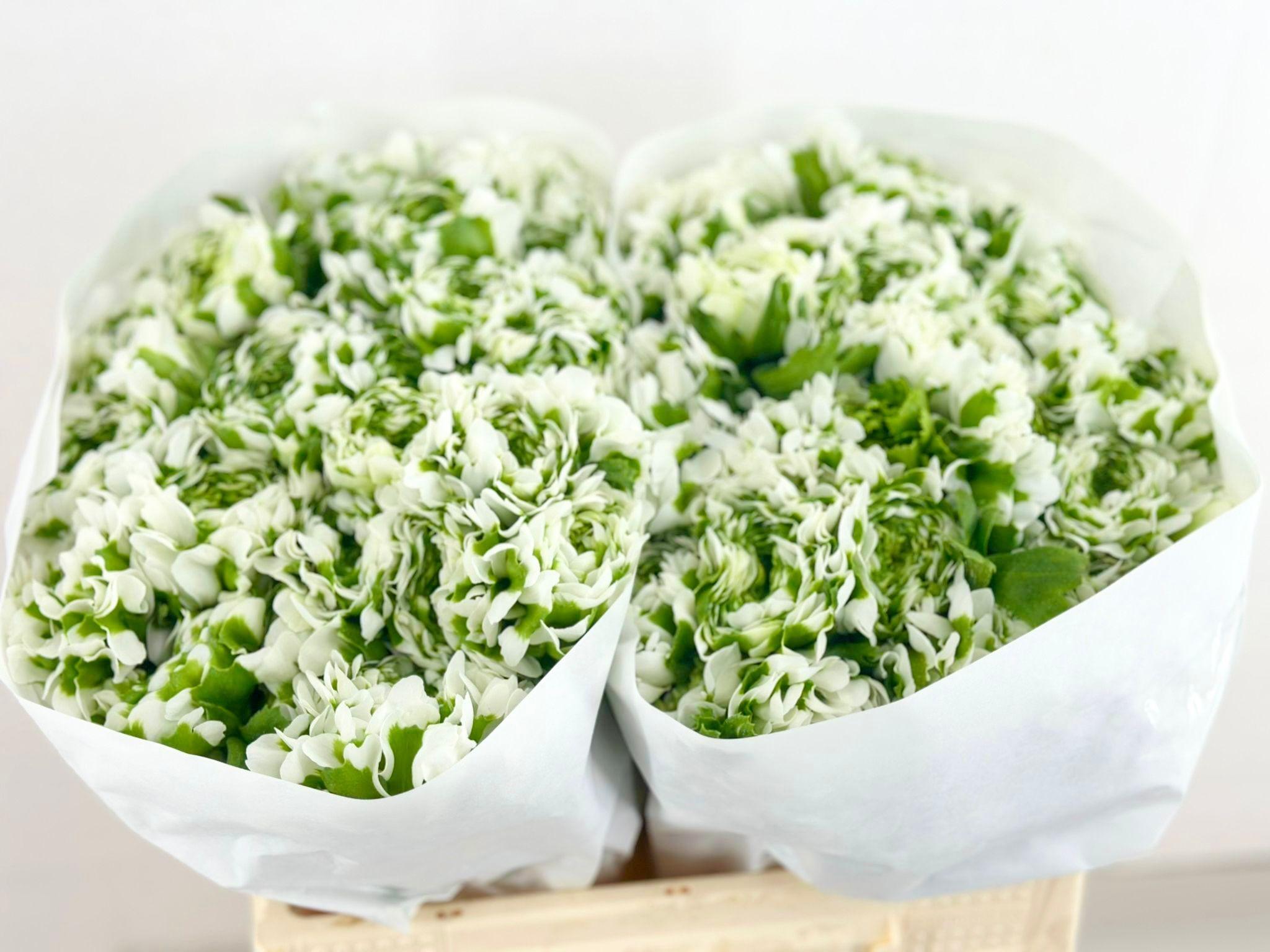 Срезанные цветы оптом Ranunculus pon pon igloo от 60шт из Голландии с доставкой по России