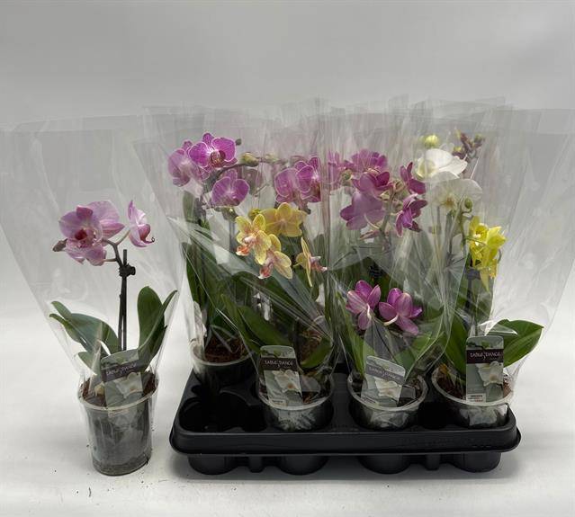 Горшечные цветы и растения оптом Phal Gem от 12шт (для телеги) из Голландии с доставкой по России Горшечные цветы и растения оптом Phal Gem от 12шт (для телеги) из Голландии с доставкой по России