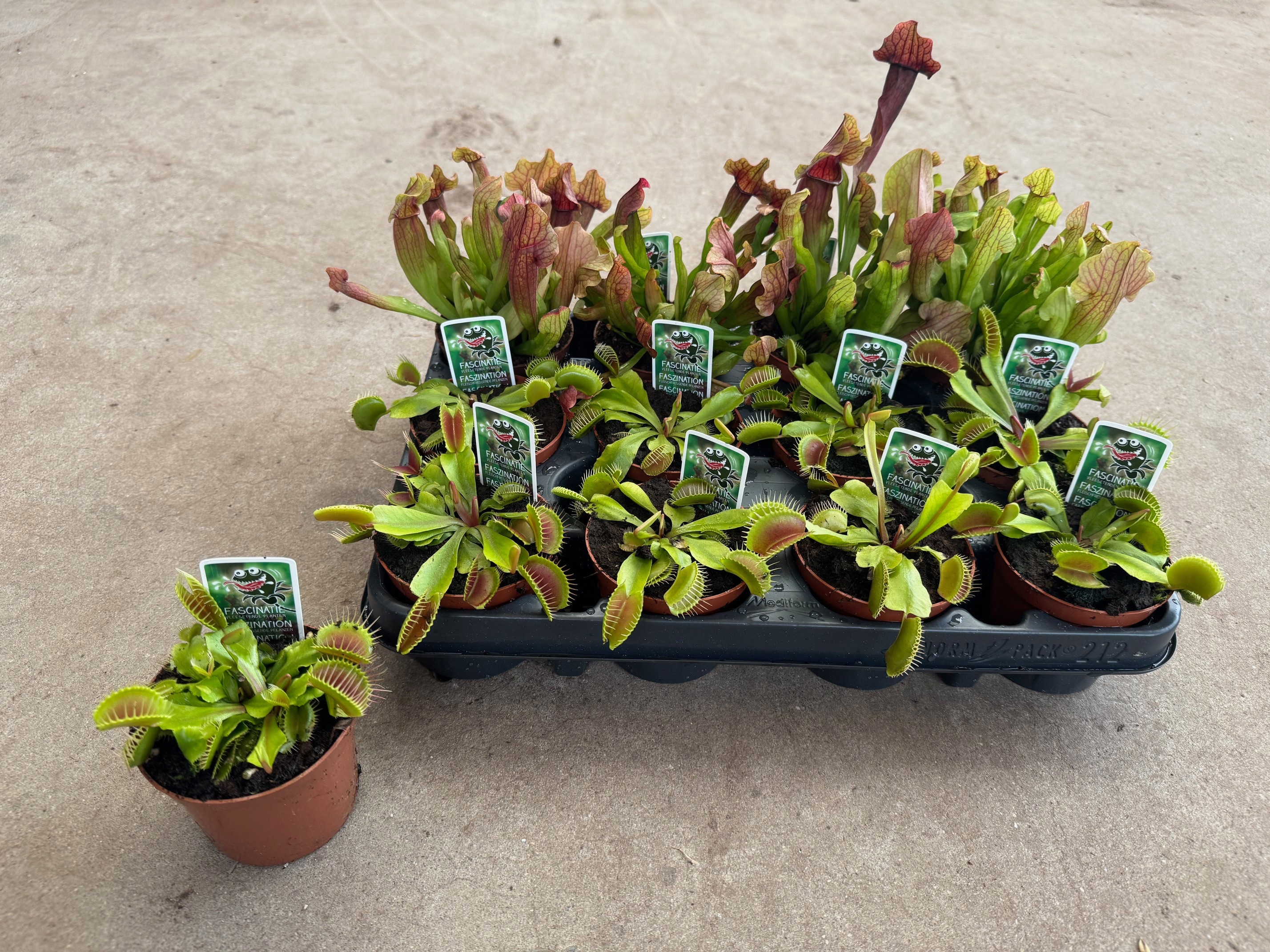 Горшечные цветы и растения оптом Vleesetende Planten от 12шт (для телеги) из Голландии с доставкой по России