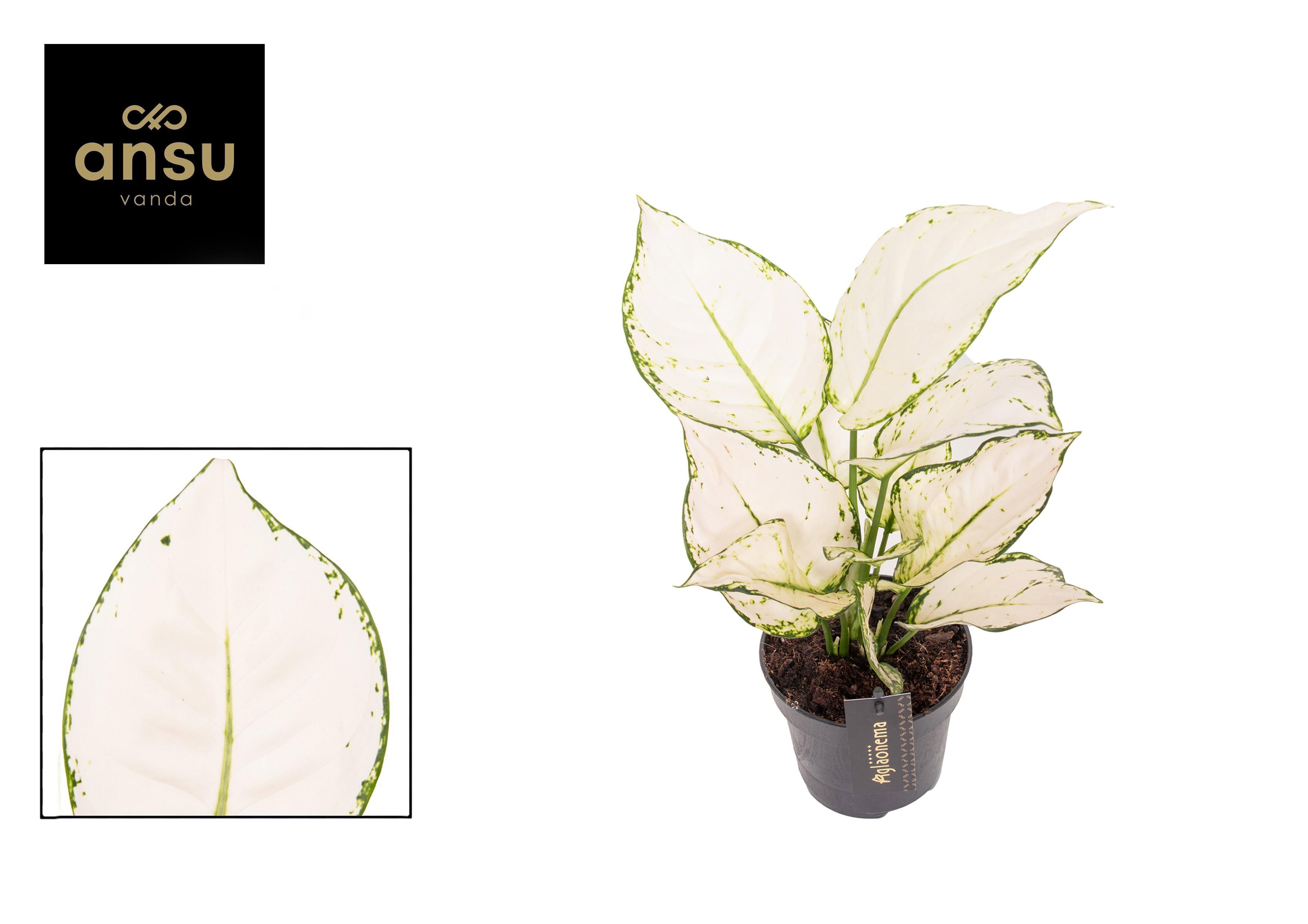 Горшечные цветы и растения оптом Aglaonema White Joy от 6шт из Голландии с доставкой по России