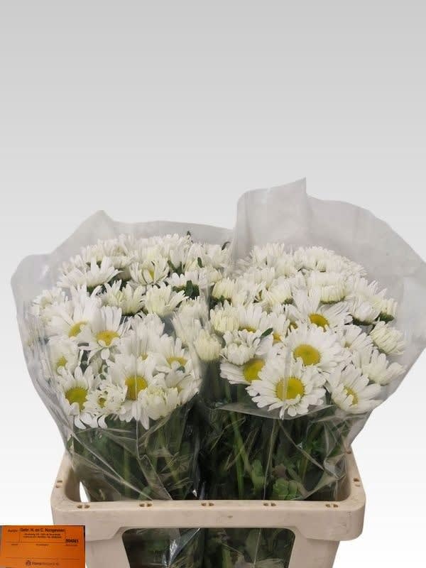 Срезанные цветы оптом Leucanthemum rhine view от 100шт. из Голландии с доставкой по России