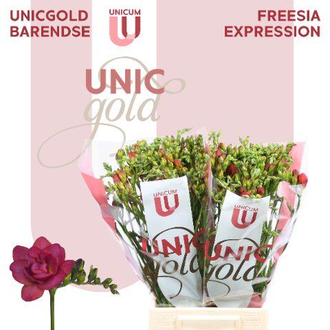 Срезанные цветы оптом Freesia do expression от 50шт из Голландии с доставкой по России