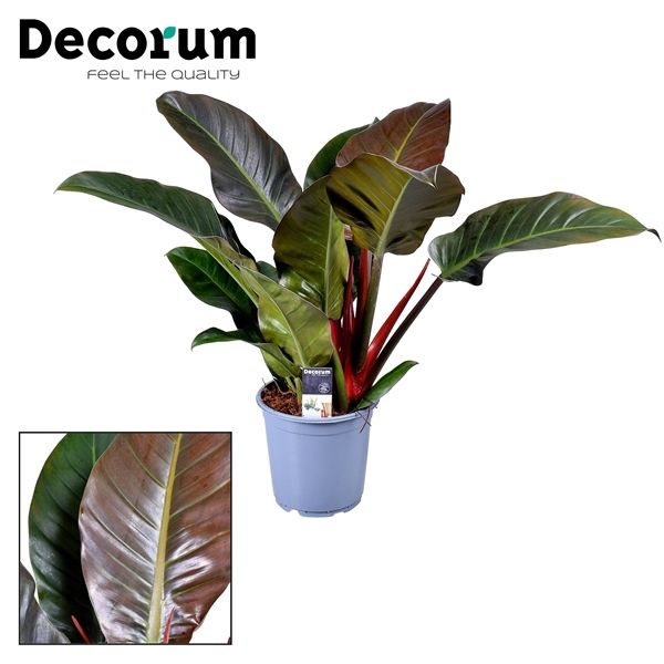 Горшечные цветы и растения оптом Philodendron Imperial Red (decorum) от 1шт из Голландии с доставкой по России