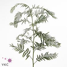 Срезанные цветы оптом Pepperberries per bunch in poly Gradient Pink от 5шт из Голландии с доставкой по России