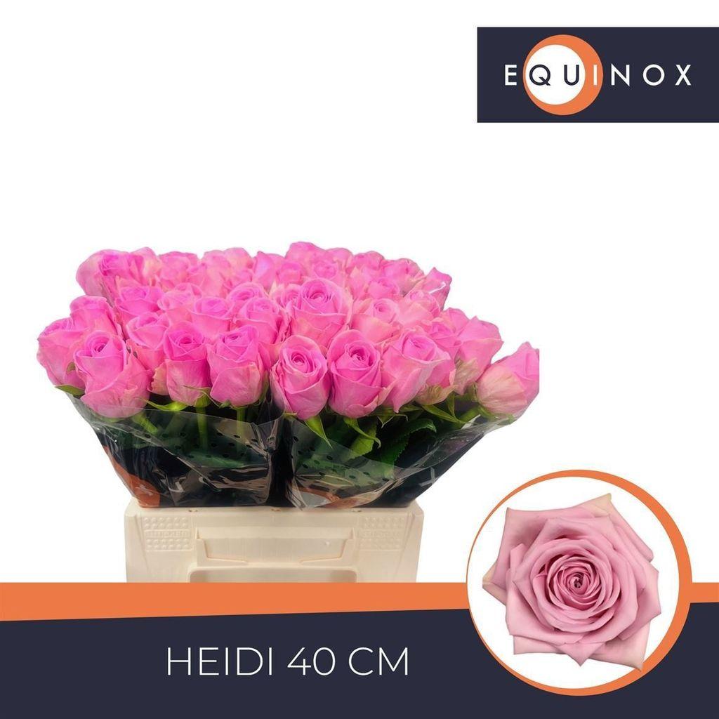 Срезанные цветы оптом Rosa large heidi от 40шт из Голландии с доставкой по России