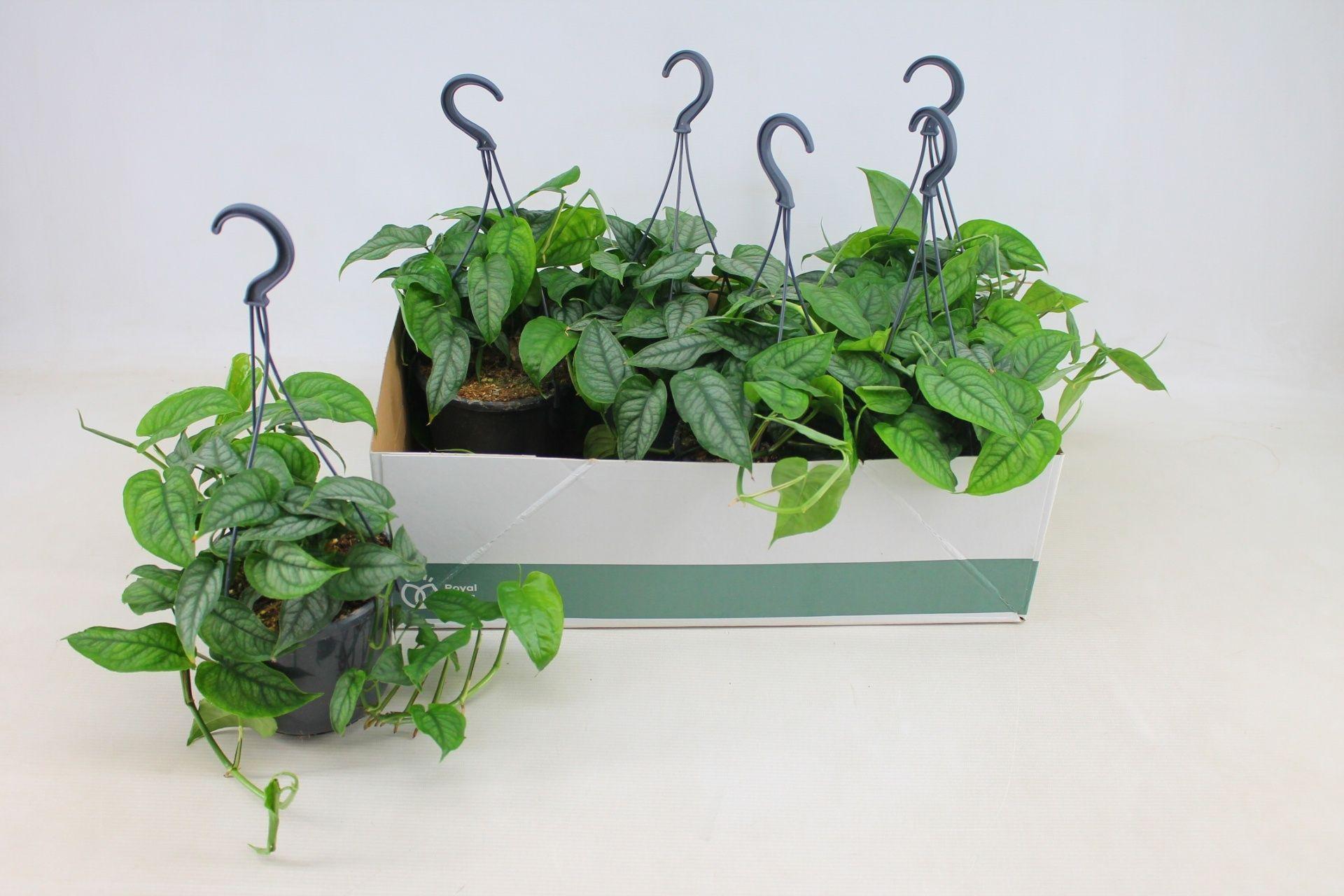 Горшечные цветы и растения оптом Monstera Siltepecana от 6шт из Голландии с доставкой по России