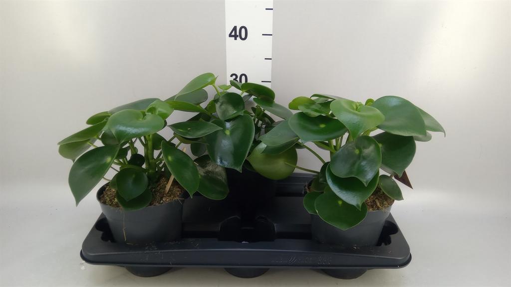 Горшечные цветы и растения оптом Peperomia Polybotrya raindrop от 3шт из Голландии с доставкой по России