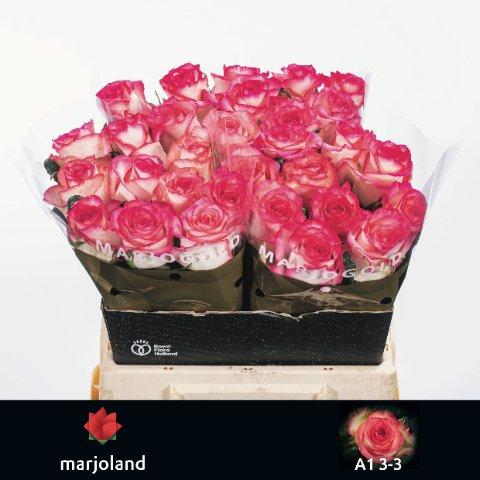 Срезанные цветы оптом Rosa large jumilia от 30шт. из Голландии с доставкой по России