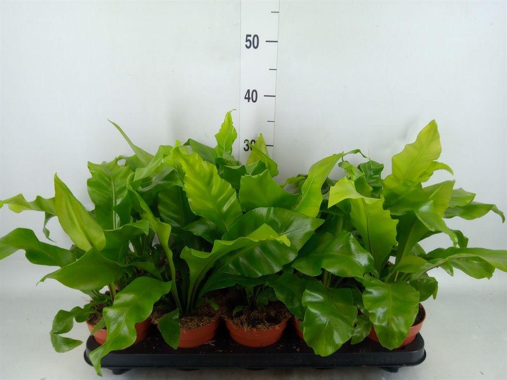 Горшечные цветы и растения оптом Asplenium Nidus от 10шт из Голландии с доставкой по России