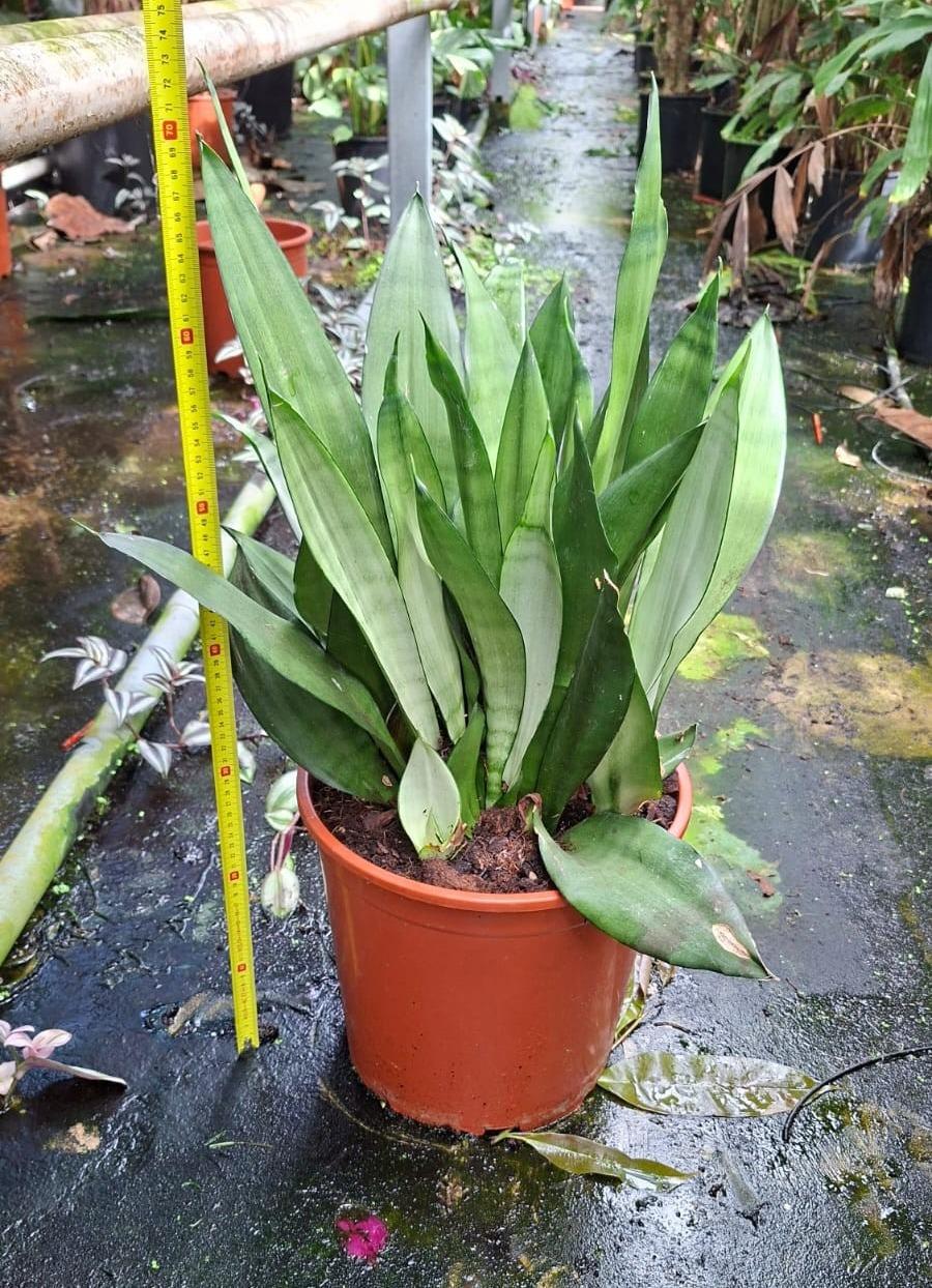 Горшечные цветы и растения оптом Sansevieria Moonshine от 1шт из Голландии с доставкой по России