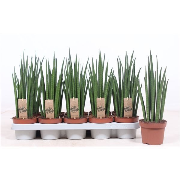 Горшечные цветы и растения оптом Sansevieria Mikado от 10шт из Голландии с доставкой по России