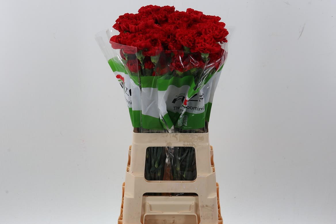 Срезанные цветы оптом Dianthus st red soho от 80шт из Голландии с доставкой по России