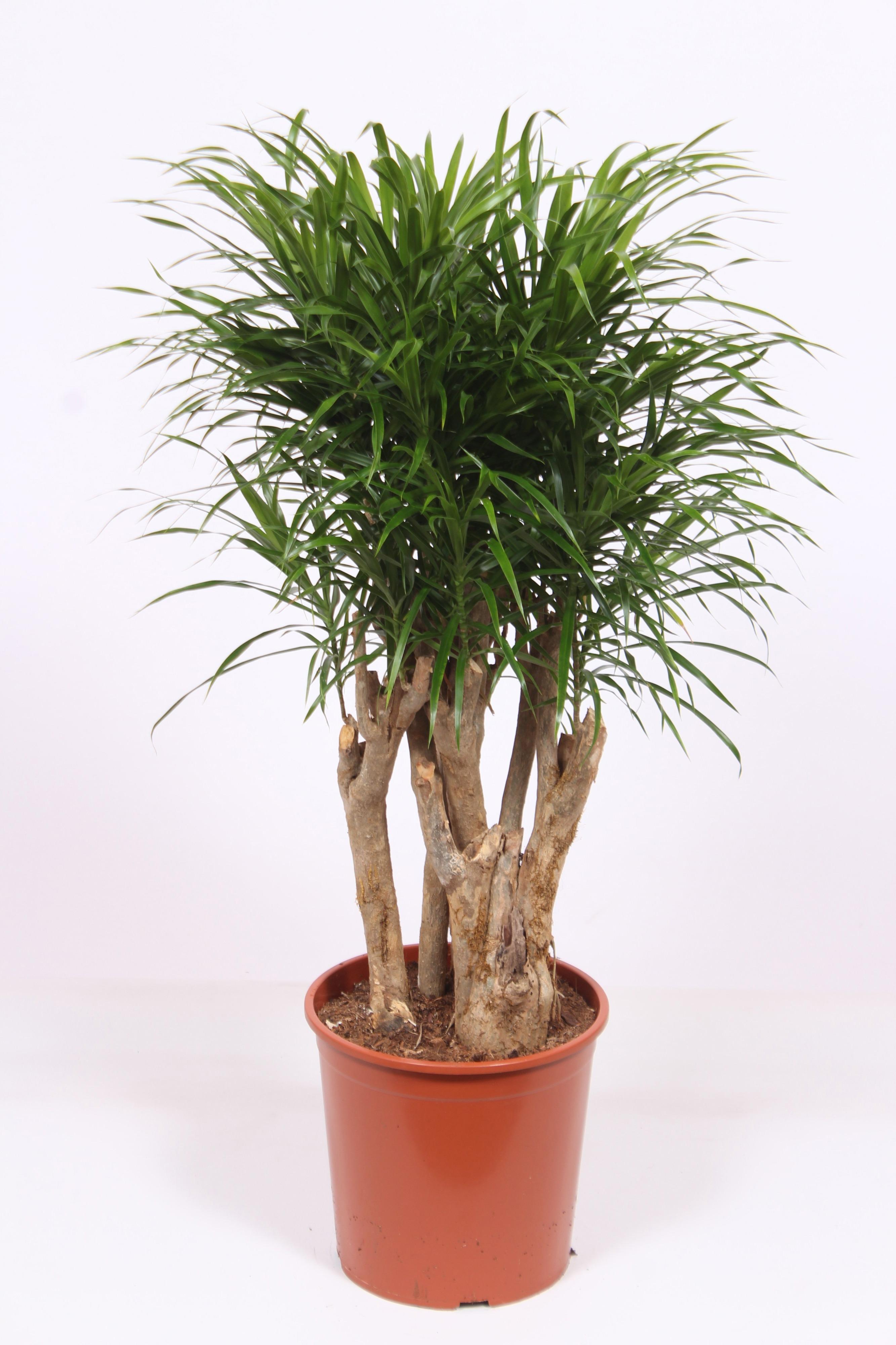 Горшечные цветы и растения оптом Dracaena Anita от 1шт из Голландии с доставкой по России