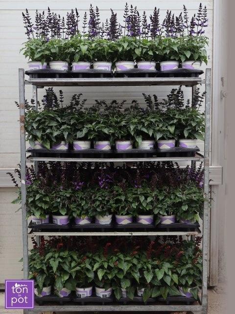 Горшечные цветы и растения оптом Salvia Salgoon Gem от 6шт из Голландии с доставкой по России